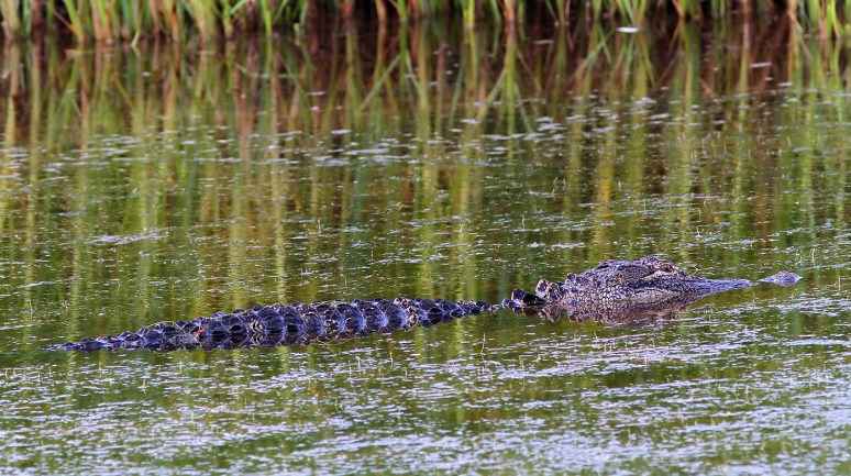 Tricolor Fishing in the Marsh Pond 