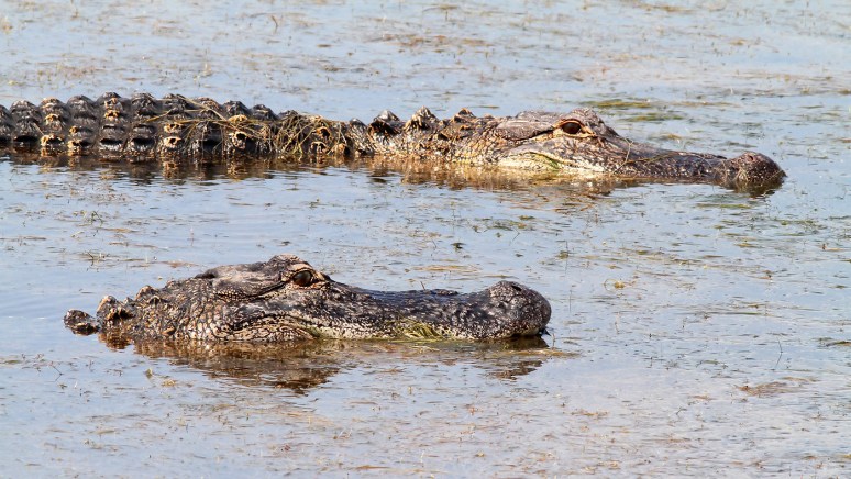 Unhappy Gator in Marsh Pond 