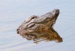 Unhappy Gator in Marsh&nbsp;Pond