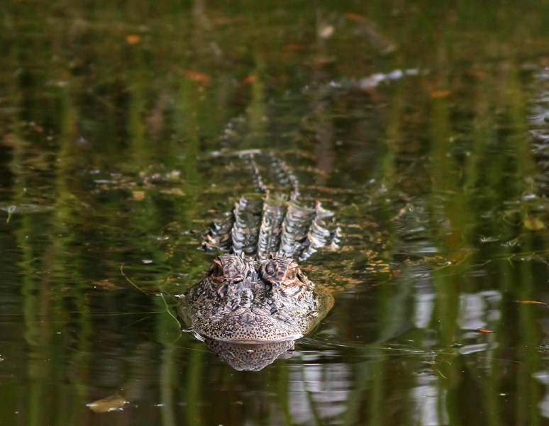 Young Alligator Late Evening