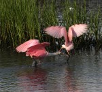 Adult Spoonie Chases&nbsp;Juvie