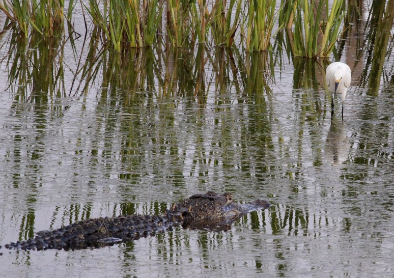 Alligator and Snowy 