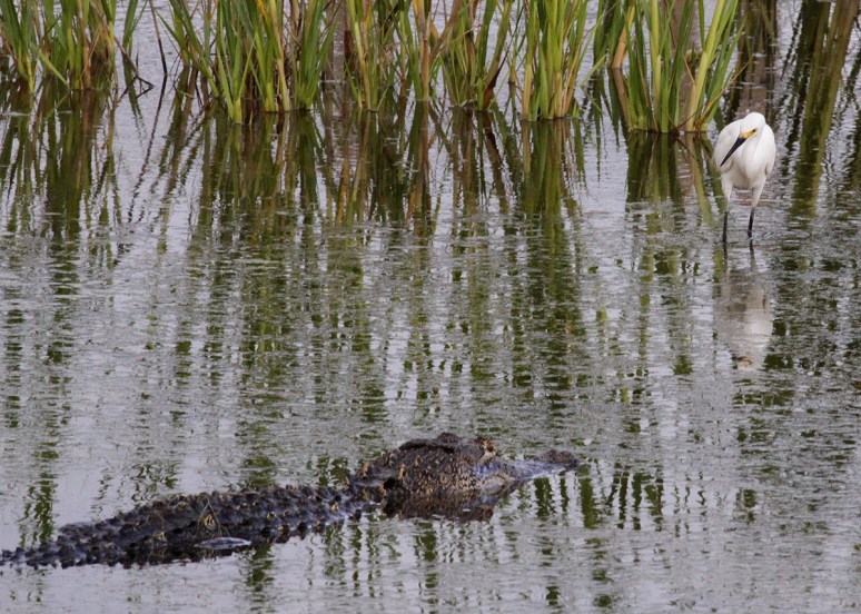 Alligator and Snowy 