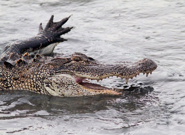 Alligator Feeding in the Salt Marsh 
