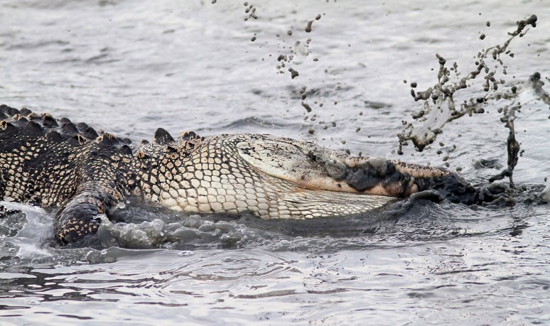 Alligator Feeding in the Salt Marsh 