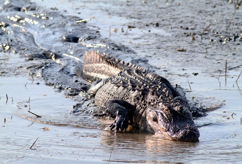 Alligator Hunting in Salt Marsh 