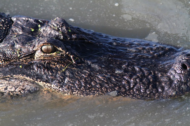 Alligator Hunting in Salt Marsh 