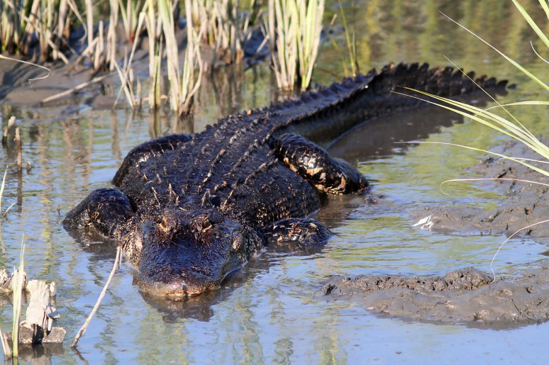 Alligator Hunting in Salt Marsh 