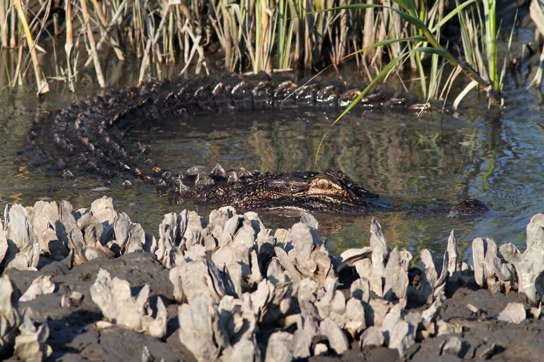 Alligator Hunting in Salt Marsh 