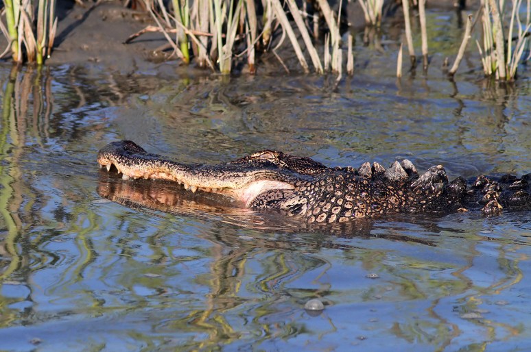 Alligator Hunting in Salt Marsh 