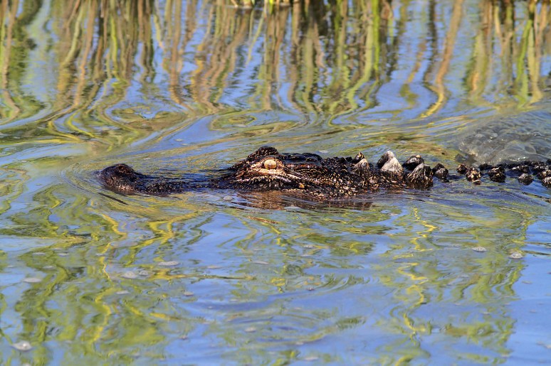 Alligator Hunting in Salt Marsh 