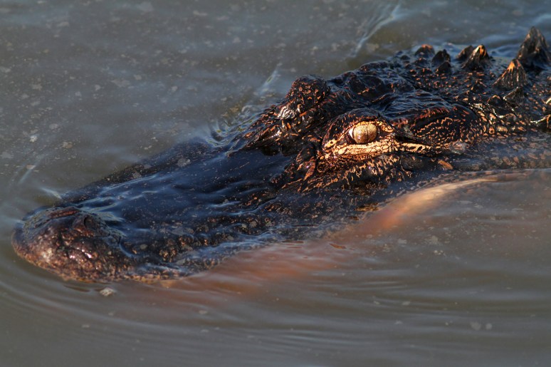 Alligator Hunting in Salt Marsh 