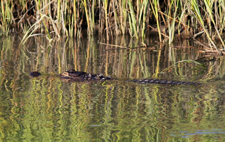 Alligator Hunting in Salt Marsh 