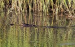 Alligator Hunting in Salt&nbsp;Marsh
