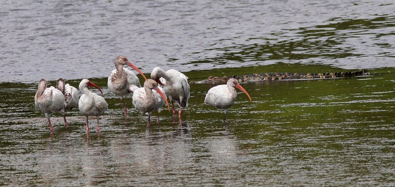 Alligator Ibis Spoonbill 