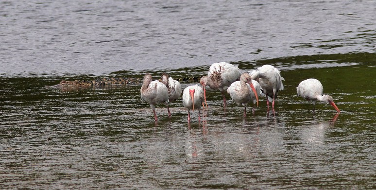 Alligator Ibis Spoonbill 