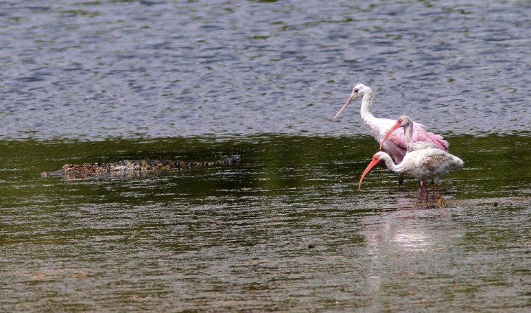 Alligator Ibis Spoonbill 