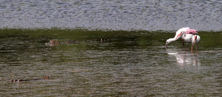 Alligator Ibis Spoonbill 