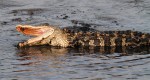 Alligator Playing Water