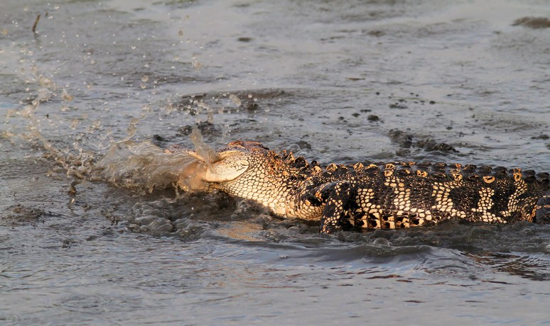 Alligator Playing Water 