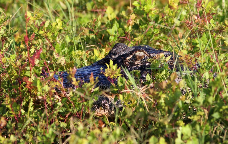 Alligator Walks Out Of Marsh Pond