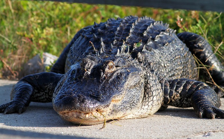 Alligator Walks Out Of Marsh Pond