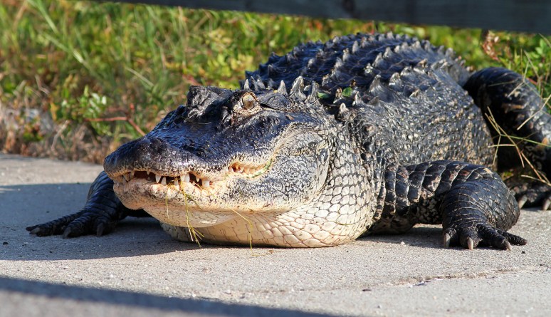 Alligator Walks Out Of Marsh Pond