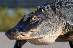 Alligator Walks Out Of Marsh&nbsp;Pond
