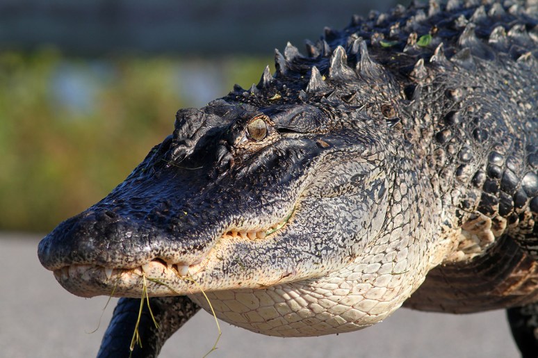 Alligator Walks Out Of Marsh Pond