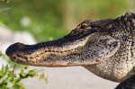 Alligator Walks Out Of Marsh&nbsp;Pond