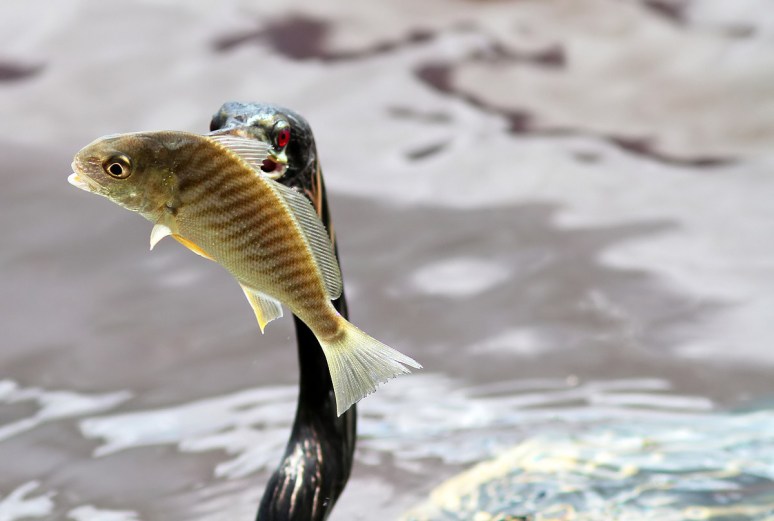 Anhinga Fly and Fish