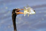 Anhinga Morning Fishing