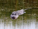 Big Alligators in the Marsh Pond&nbsp;Late