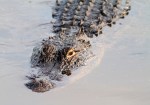 Big Alligators in the Marsh Pond&nbsp;Late