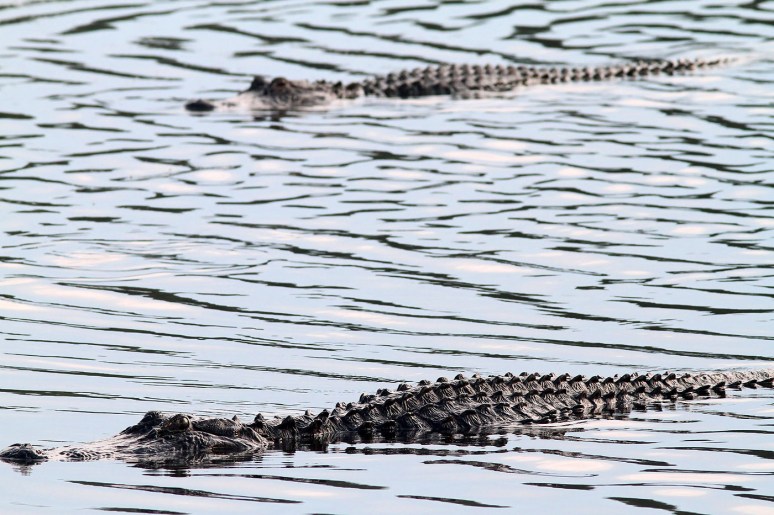 Big Alligators in the Marsh Pond Late 