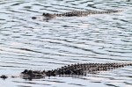 Big Alligators in the Marsh Pond&nbsp;Late