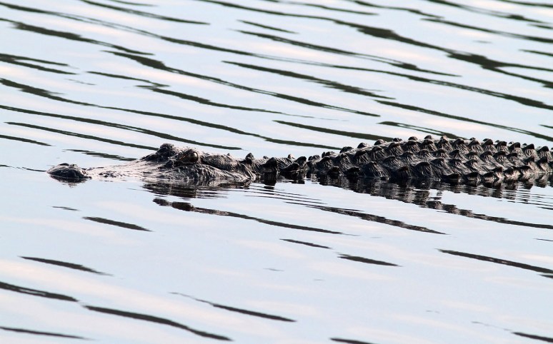 Big Alligators in the Marsh Pond Late 