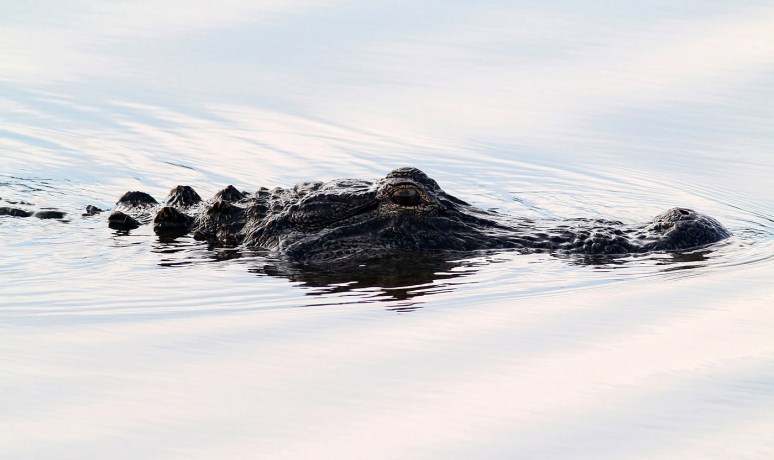 Big Alligators in the Marsh Pond Late 
