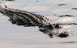 Big Alligators in the Marsh Pond&nbsp;Late