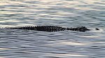 Big Alligators in the Marsh Pond&nbsp;Late