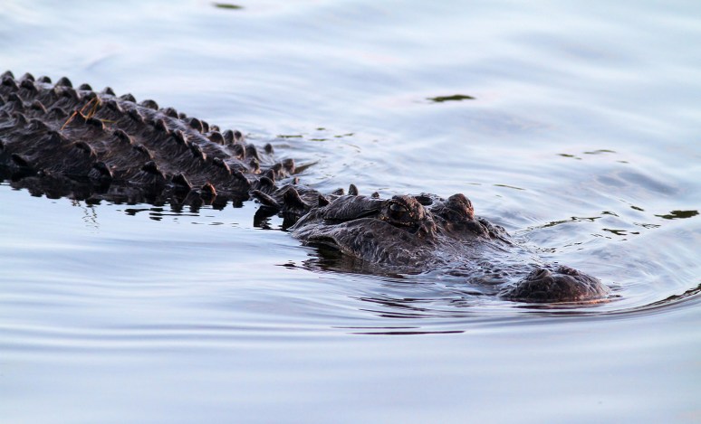 Big Alligators in the Marsh Pond Late 