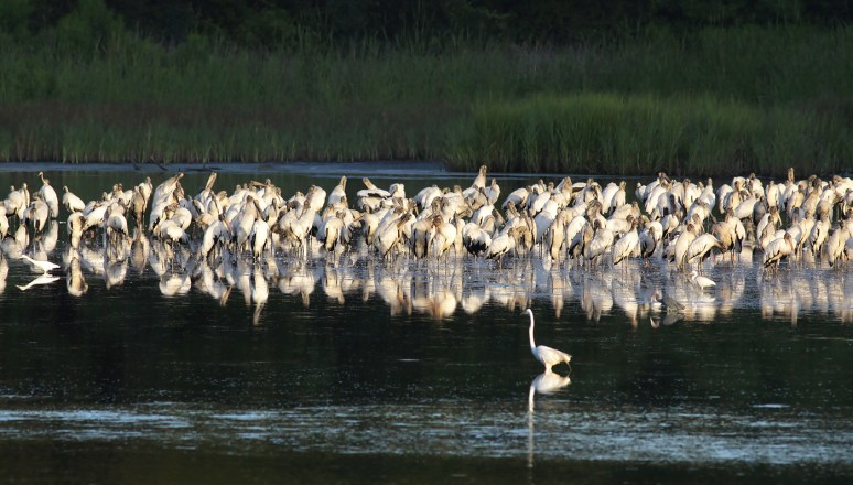 Big Group of Wood Storks