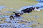 Gator Sneaking Around The&nbsp;Marsh