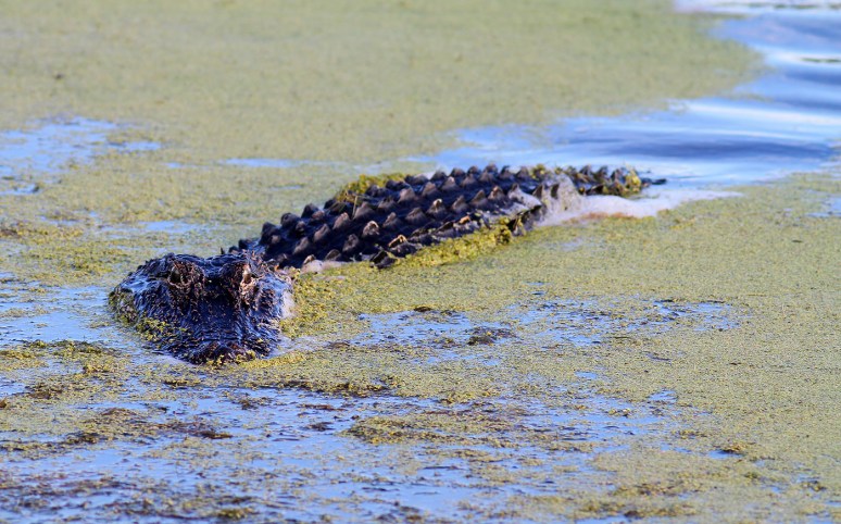 Gator Sneaking Around The Marsh 