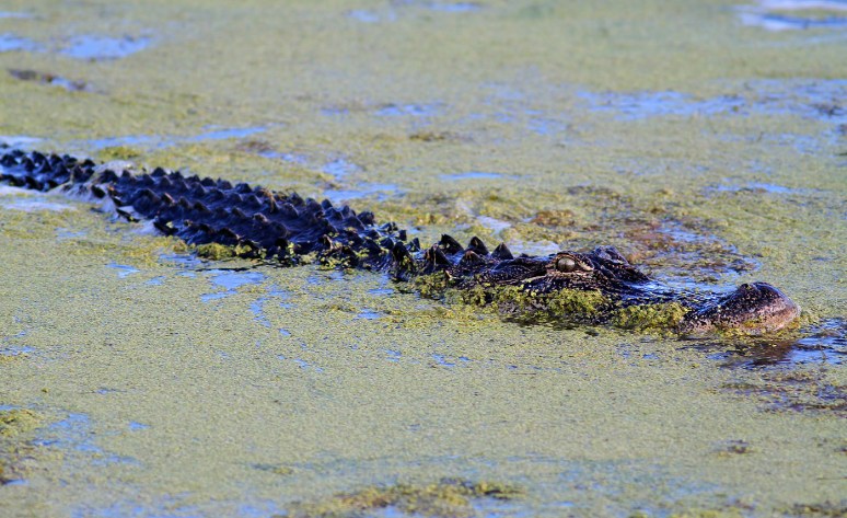 Gator Sneaking Around The Marsh 