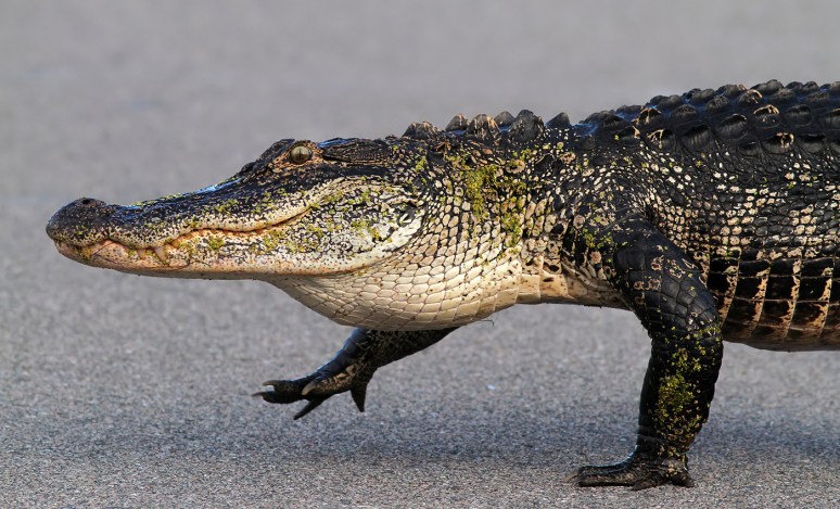 Gator Sneaking Around The Marsh 
