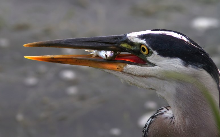 GBH with Gasping Fish