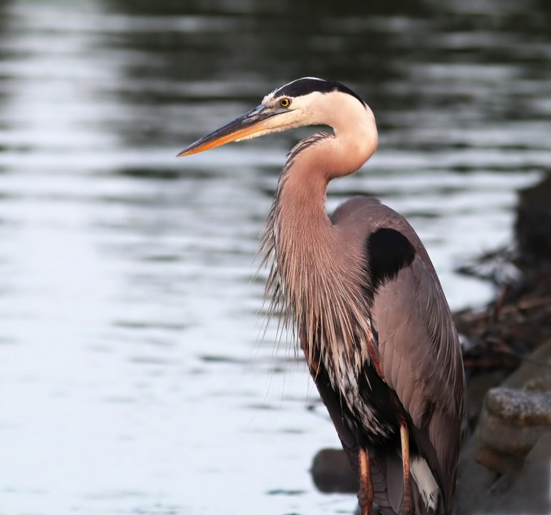 Great Blue Heron at Edge of Marsh