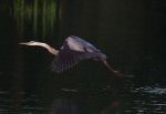 Great Blue Heron Evening&nbsp;Flight