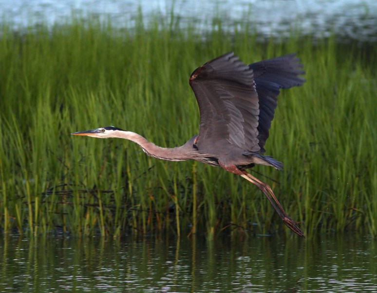 Great Blue Heron Evening Flight